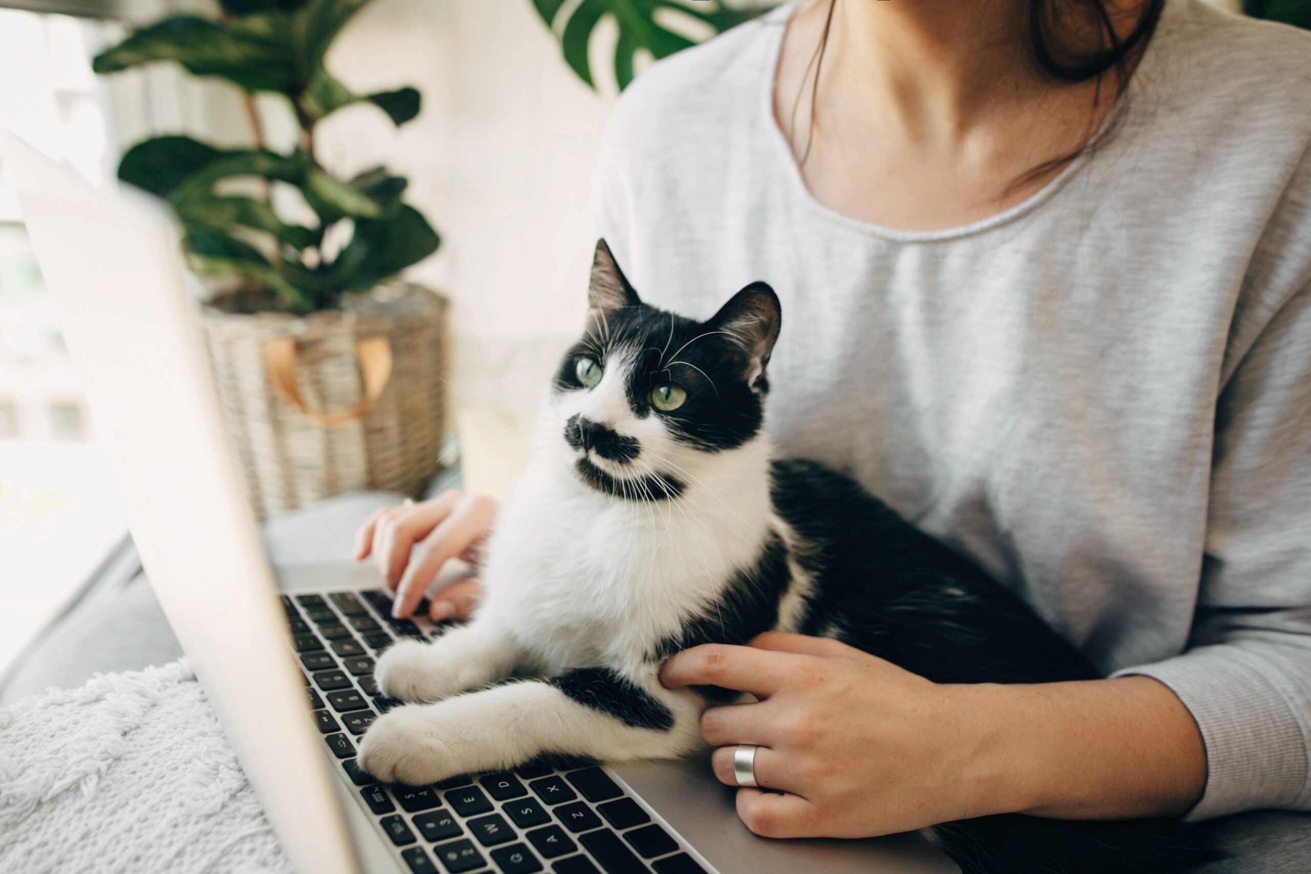 view submissions in wordpress