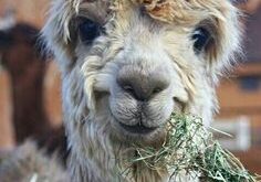 A Context-free Llama