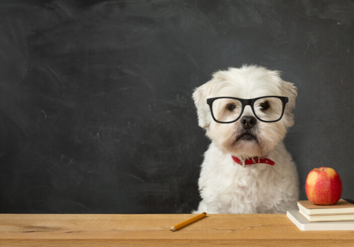 Ninja News and Release Updates for August 2022