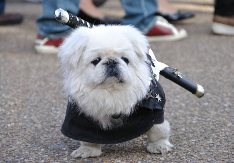 Ninja News and Release Updates for June 2022