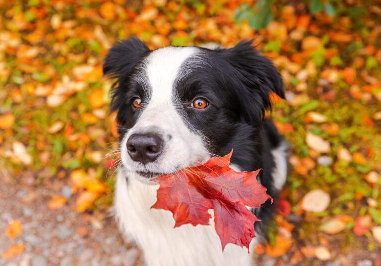 Ninja Forms ( Saturday Drive) News for November 2022