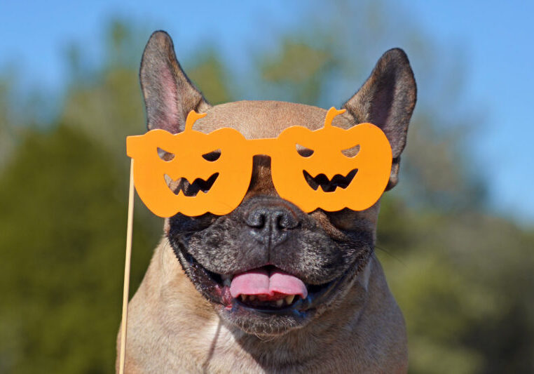 Ninja News and Release Updates for October 2022