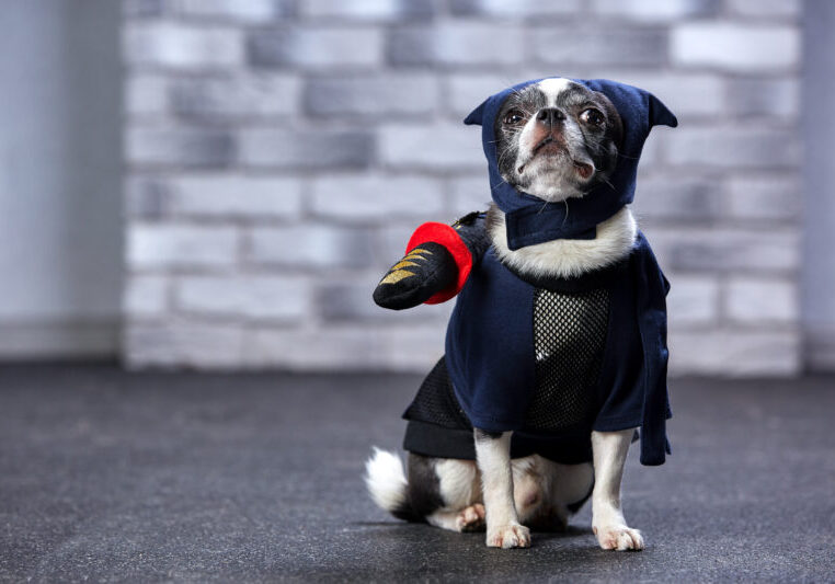 Ninja News and Release Updates for September 2022