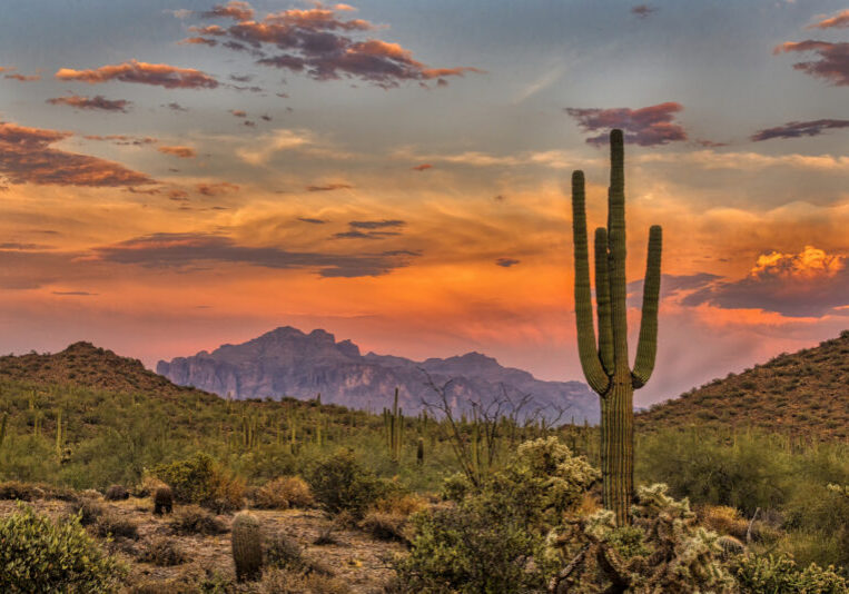 A Ninja Goes to WordCamp Phoenix