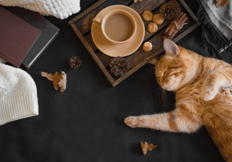 What's New? Saturday Drive November 2023 Recap