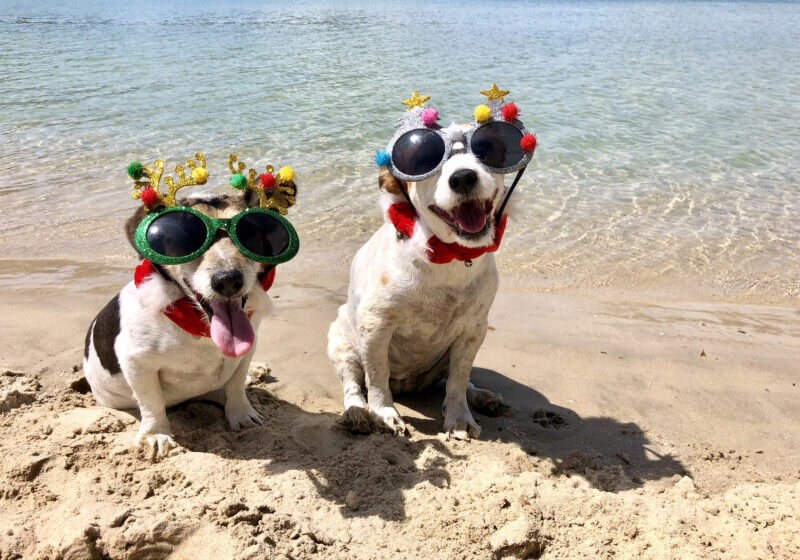 WordPress Happenings: June 2023