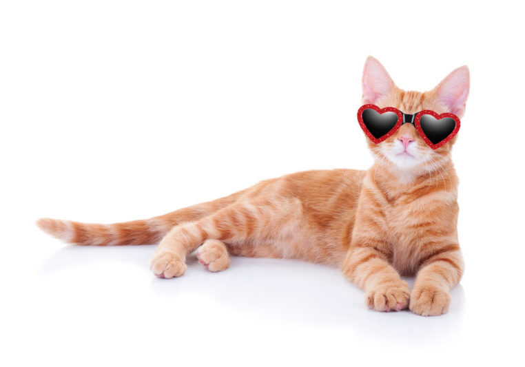 What's new from Ninja Forms? The February Edition