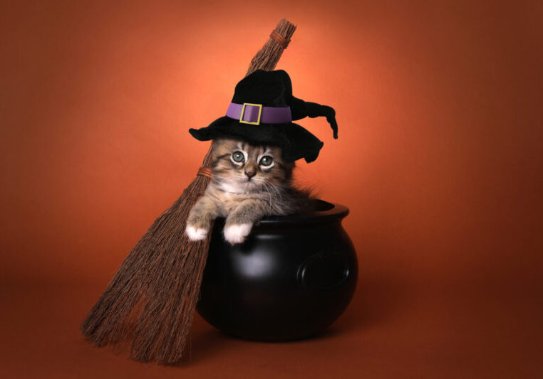 Funny Halloween Witch Themed Kitten